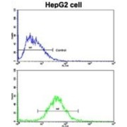 Cyclin A (CCNA) Antibody