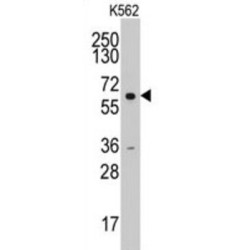 Cyclin A (CCNA) Antibody