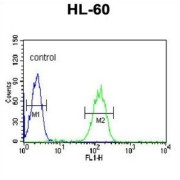 Carbonic Anhydrase VB, Mitochondrial (CA5B) Antibody