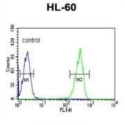 Keratin, Type I Cytoskeletal 9 (KRT9) Antibody