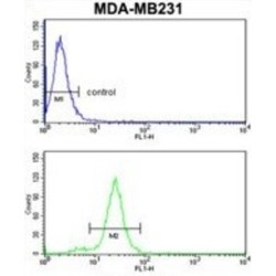 Alpha-1-Antichymotrypsin (SERPINA3) Antibody