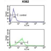 DNA Polymerase Epsilon 3, Accessory Subunit (POLE3) Antibody