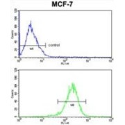 Complement Component 1q Subcomponent A (C1qA) Antibody