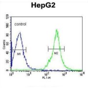 Fibrinogen Gamma (FGG) Antibody