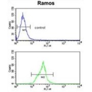 Neprilysin / NEP (MME) Antibody