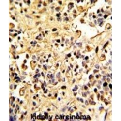 Neprilysin / NEP (MME) Antibody