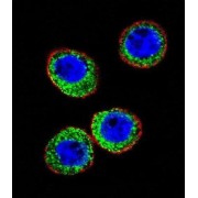 Neprilysin / NEP (MME) Antibody