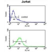 Myosin IA (MYO1A) Antibody