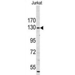 Myosin IA (MYO1A) Antibody