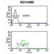 NAD(P)H Dehydrogenase, Quinone 1 (NQO1) Antibody