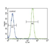 Mothers Against Decapentaplegic Homolog 2 (SMAD2) Antibody