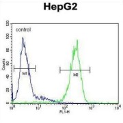 Serpin H1 (SERPINH1) Antibody