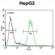 Serpin H1 (SERPINH1) Antibody