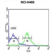 FK506 Binding Protein 9 (FKBP9) Antibody