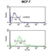 Inosine 5'-Monophosphate Dehydrogenase 2 (IMPDH2) Antibody