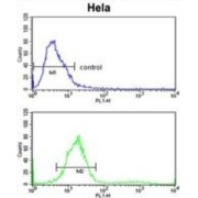 Tectonin Beta-Propeller Repeat-Containing Protein 1 (TECPR1) Antibody