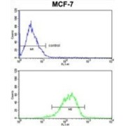 Putative RNA-Binding Protein 3 (RBM3) Antibody