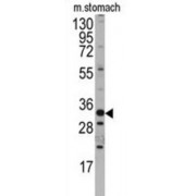 Homeobox Protein HMX3 (Hmx3) Antibody