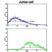 Conserved Oligomeric Golgi Complex Subunit 4 (COG4) Antibody