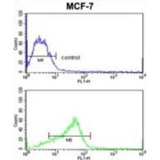 ADAM Metallopeptidase Domain 9 (ADAM9) Antibody