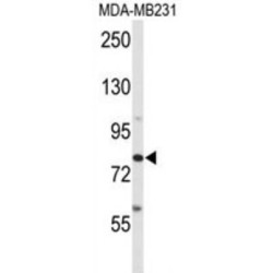 ADAM Metallopeptidase Domain 9 (ADAM9) Antibody