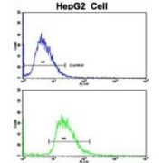 Cytochrome P450 2J2 (CYP2J2) Antibody