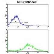 Cytochrome P450 20A1 (CYP20A1) Antibody