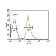 EH Domain Containing 3 (EHD3) Antibody