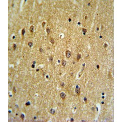 EH Domain Containing 3 (EHD3) Antibody