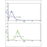 Vitronectin (VTN) Antibody