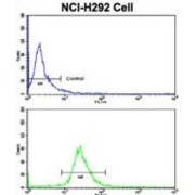 Kinesin-Like Protein KIF3C (KIF3C) Antibody