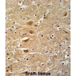 Kinesin-Like Protein KIF3C (KIF3C) Antibody