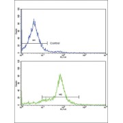 Growth Differentiation Factor 6 (GDF6) Antibody