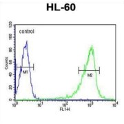 Capping Protein (Actin Filament) Muscle Z-Line, Alpha 1 (CAPZA1) Antibody