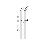 Cell Division Cycle Protein 7 (CDC7) Antibody