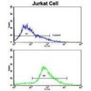 Cyclin-Dependent Kinase 2 (CDK2) Antibody