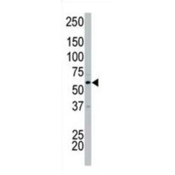 PCTAIRE-Motif Protein Kinase 2 (PCTAIRE2) Antibody