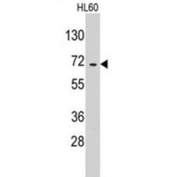 Probable Glutamate-tRNA Ligase, Mitochondrial (EARS2) Antibody