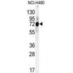 Cullin 5 (CUL5) Antibody
