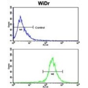 Tyrosine-Protein Kinase Receptor UFO (AXL) Antibody