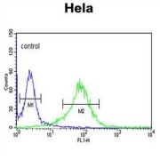 Lumican (LUM) Antibody