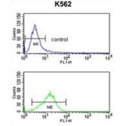 Neutrophil Cytosolic Factor 4 (NCF4) Antibody