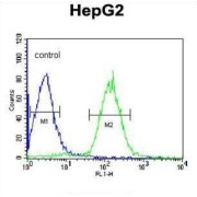 Phospholipid Transfer Protein (PLTP) Antibody