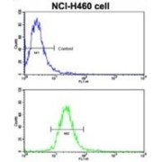 Ephrin Type-B Receptor 2 (EphB2) Antibody