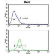 Ephrin Type B Receptor 3 (EphB3) Antibody