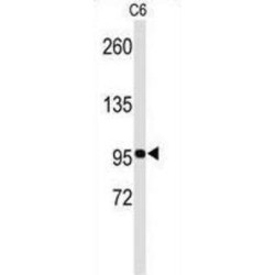 Ephrin Type B Receptor 3 (EphB3) Antibody