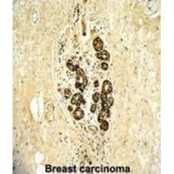 V-Erb B2 Erythroblastic Leukemia Viral Oncogene Homolog 3 (ERBB3) Antibody