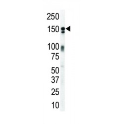 V-Erb B2 Erythroblastic Leukemia Viral Oncogene Homolog 3 (ERBB3) Antibody