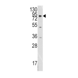 MCK10 Antibody