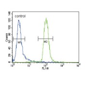 Muscle Skeletal Receptor Tyrosine Kinase (MUSK) Antibody